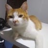 Luis Benitez avatar